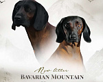 Собаки в Санкт-Петербурге: Щенки Баварской горной гончей Мальчик, 80 000 руб. - фото 1