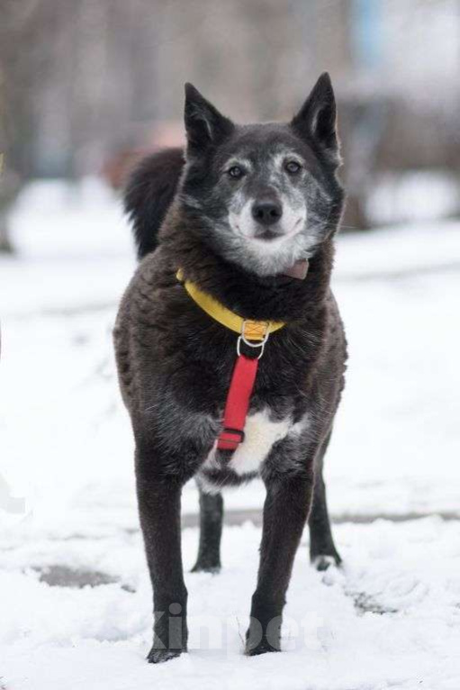 Собаки в Москве: Шанти Девочка, Бесплатно - фото 3