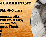 Кошки в Ростове-на-Дону: Потерялась Моя любимая Стася Девочка, 20 000 руб. - фото 4