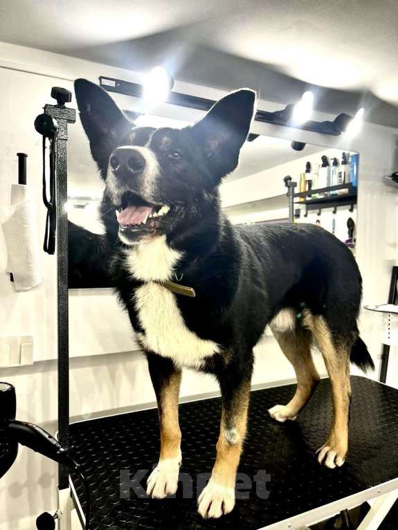 Собаки в Москве: Тимофей ищет дом Мальчик, Бесплатно - фото 3