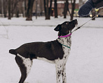 Собаки в Москве: Идеальная собака в дар Девочка, Бесплатно - фото 4