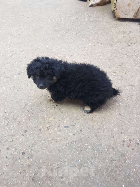 Собаки в Саке: Голландский Тюльпхонд-Спаниель Мальчик, Бесплатно - фото 8