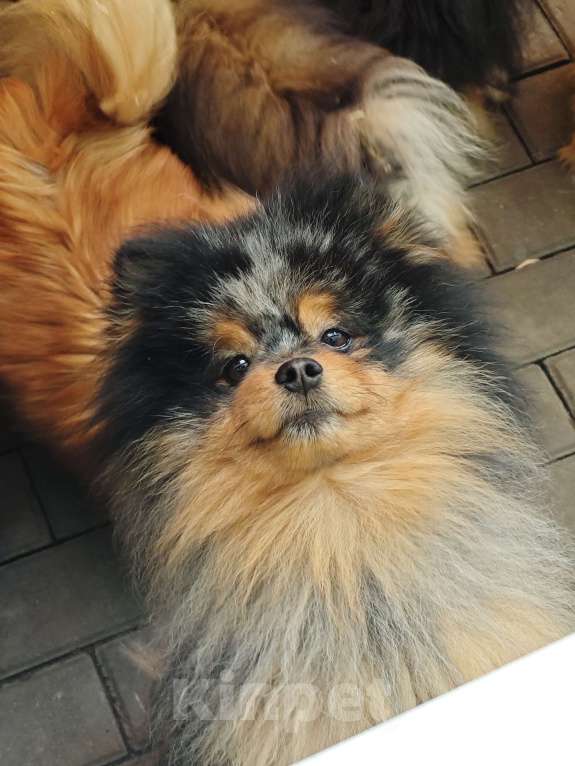 Собаки в Раменском: Мальчик Федя Мальчик, 25 000 руб. - фото 3