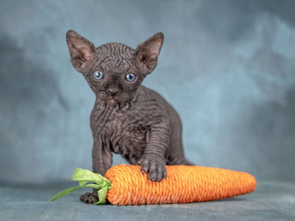 Кошки в Москве: Котенок сфинкс эльф страйт черный солид Мальчик, 80 000 руб. - фото 4