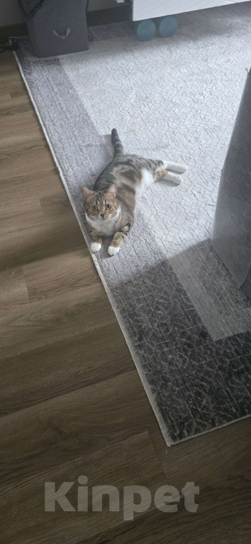 Кошки в Москве: Отдам кошку в хорошие руки Девочка, 5 руб. - фото 4