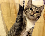 Кошки в Санкт-Петербурге: Котик полосатик подросток , стерилизован Мальчик, Бесплатно - фото 5