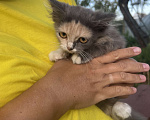 Кошки в Клинцах: Котенок девочка Девочка, Бесплатно - фото 5