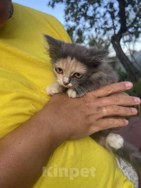 Кошки в Клинцах: Котенок девочка Девочка, Бесплатно - фото 5