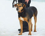Собаки в Москве: Собака Басти. Лапа, сердце, ветпаспорт впридачу Мальчик, Бесплатно - фото 2