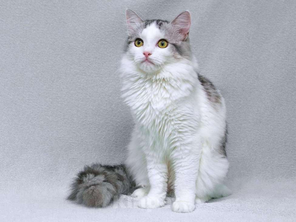 Кошки в Москве: Серебристый кот Витюша с роскошным хвостом в дар Мальчик, 1 руб. - фото 8