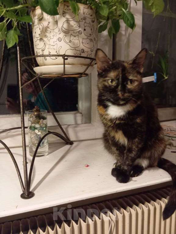 Кошки в Москве: Бусинка в добрые руки Девочка, Бесплатно - фото 7