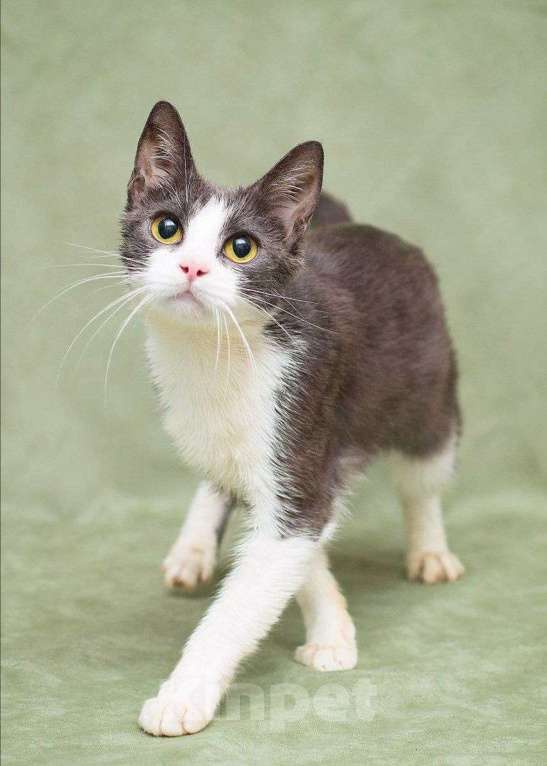 Кошки в Москве: Русалка ищет дом Девочка, Бесплатно - фото 1