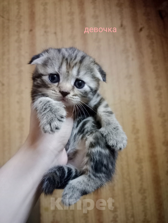 Кошки в Лермонтове: Шотландские котята Разнополые, 5 000 руб. - фото 5