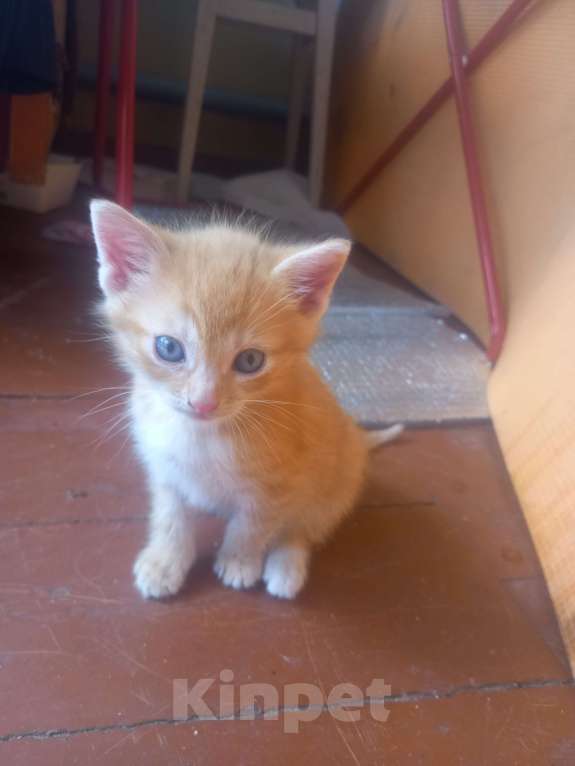 Кошки в других городах Московской области: Ищу хозяина Девочка, Бесплатно - фото 3