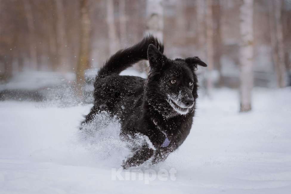 Собаки в Москве: Герцогиня Девочка, Бесплатно - фото 4