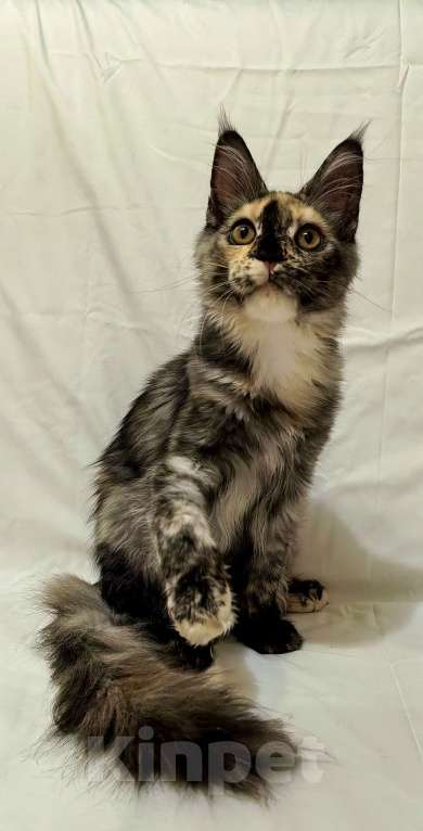 Кошки в Краснодаре: ОЛИВИЯ Девочка, 45 000 руб. - фото 8