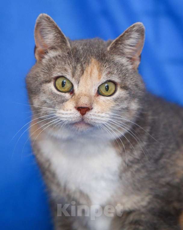 Кошки в Москве: Космическая кошка Девочка, Бесплатно - фото 3