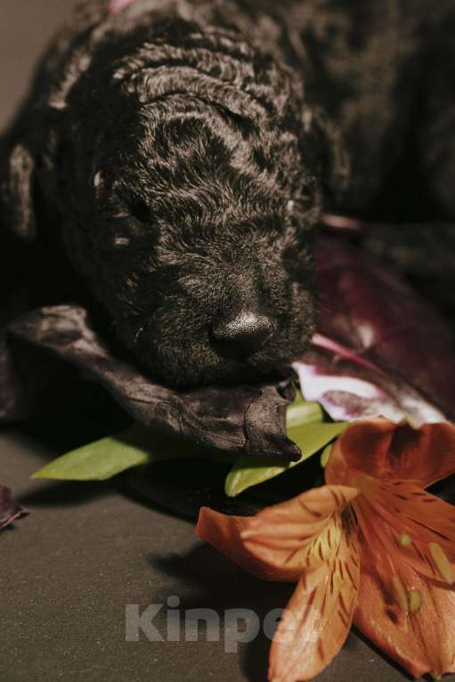 Собаки в Москве: EKHIDNA Испанская Водяная собака Девочка, 180 000 руб. - фото 4