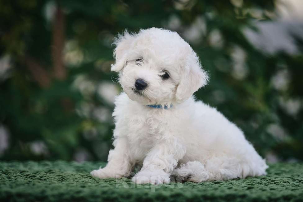 Собаки в Видном: Щенок Бишон фризе Мальчик, 50 000 руб. - фото 4