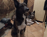 Собаки в Красноярске: Метис голландской овчарки (кобель), собака на охрану в добрые руки Мальчик, 1 руб. - фото 2
