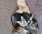 Кошки в Тюмени: Котята в хорошие руки Мальчик, Бесплатно - фото 3