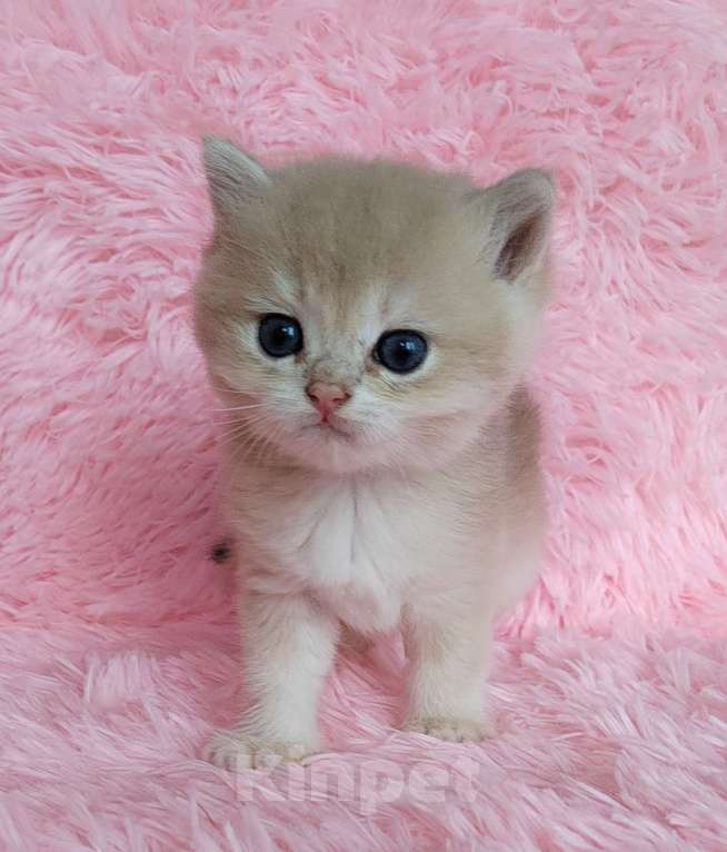 Кошки в Москве: Британские голубые котята Мальчик, 50 000 руб. - фото 4
