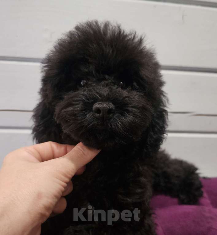 Собаки в Москве: Девочка черная той. Девочка, 45 000 руб. - фото 1