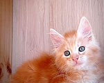 Кошки в Чкаловске: Мейн-кун мальчик Мальчик, 20 000 руб. - фото 3