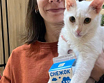 Кошки в Москве: Ищет дом белоснежный озорник Снежок! Мальчик, Бесплатно - фото 1