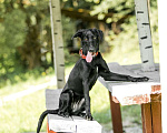 Собаки в Москве: Умнейшая чисто черная красавица собака Багира Девочка, Бесплатно - фото 4