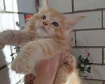 Кошки в Малмыже: Мейн-куны, 10 000 руб. - фото 2