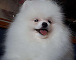 Собаки в Екатеринбурге: вязка шпица белого окраса Мальчик, 15 000 руб. - фото 6