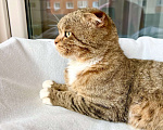 Кошки в Москве: Вислоухий котик Оскар ищет дом, в добрые руки  Мальчик, Бесплатно - фото 9