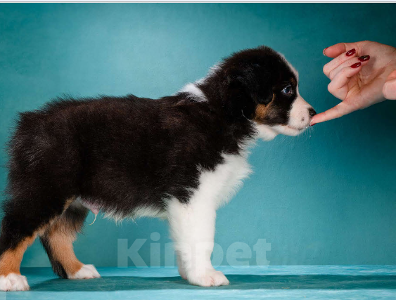 Собаки в других городах Московской области: Австралийская овчарка, щенок Мальчик, 80 000 руб. - фото 3