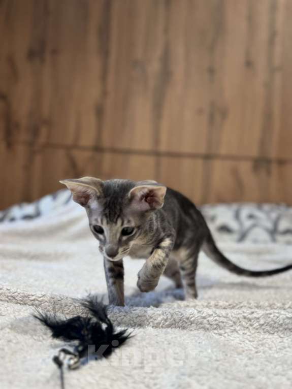Кошки в Сочи: Ориентальный котёнок Мальчик, 30 000 руб. - фото 3