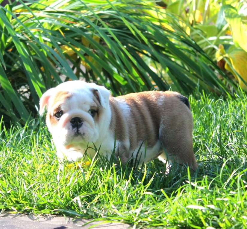 Собаки в Воронеже: Щенок английского бульдога Девочка, Бесплатно - фото 3