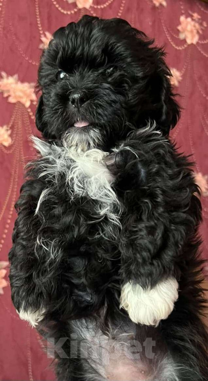 Собаки в других городах Курской области: Щенки ШИПУ  Девочка, 15 000 руб. - фото 2