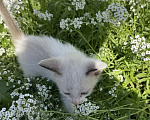 Кошки в Самаре: Отдам бесплатно котенка. Разнополые, Бесплатно - фото 4
