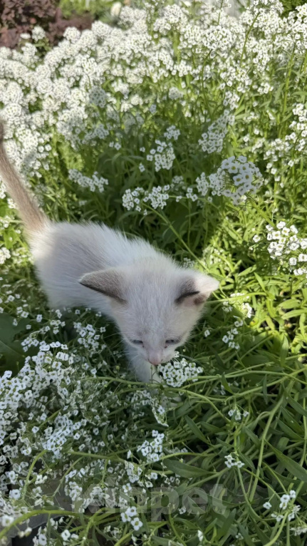 Кошки в Самаре: Отдам бесплатно котенка. Разнополые, Бесплатно - фото 4