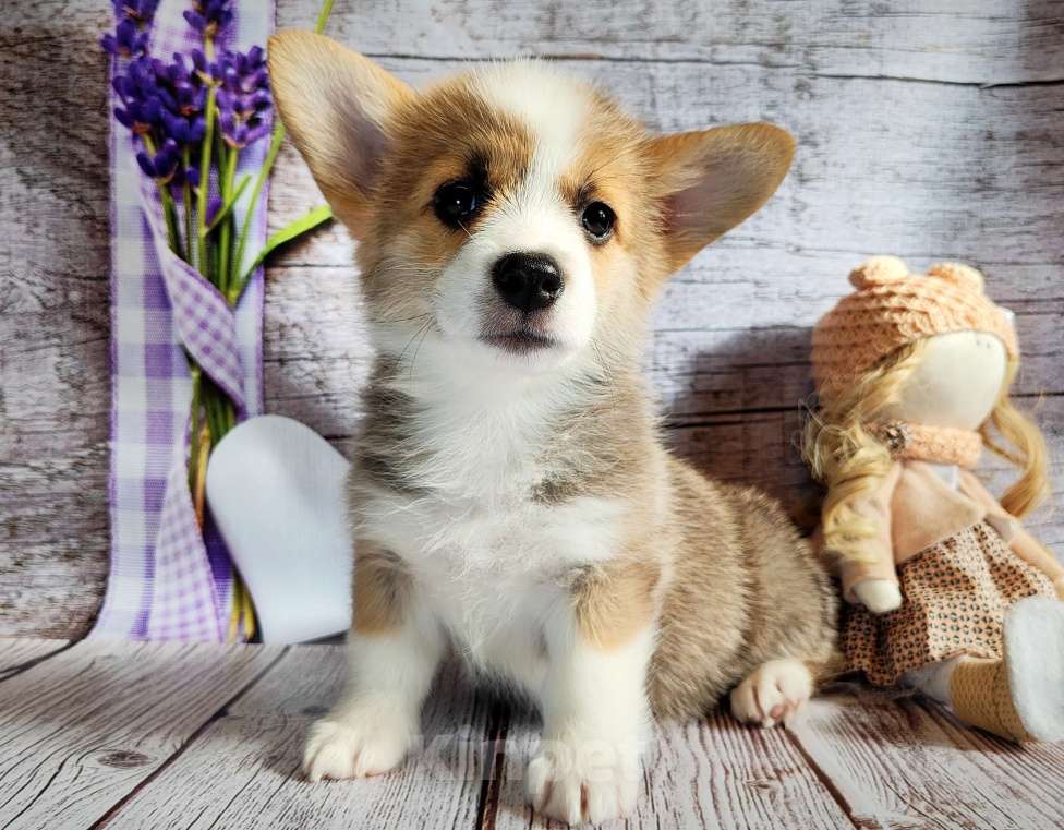 Собаки в Мценске: Девочка Дарси Блю Девочка, 50 000 руб. - фото 3