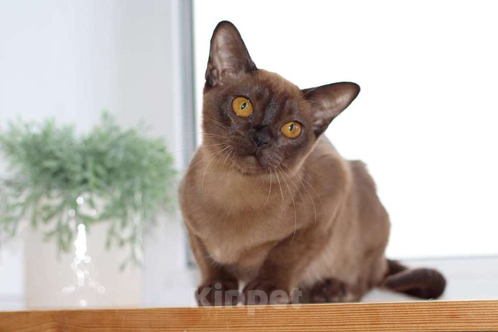 Кошки в Москве: Бурма - кошечка в разведение Девочка, 140 000 руб. - фото 5