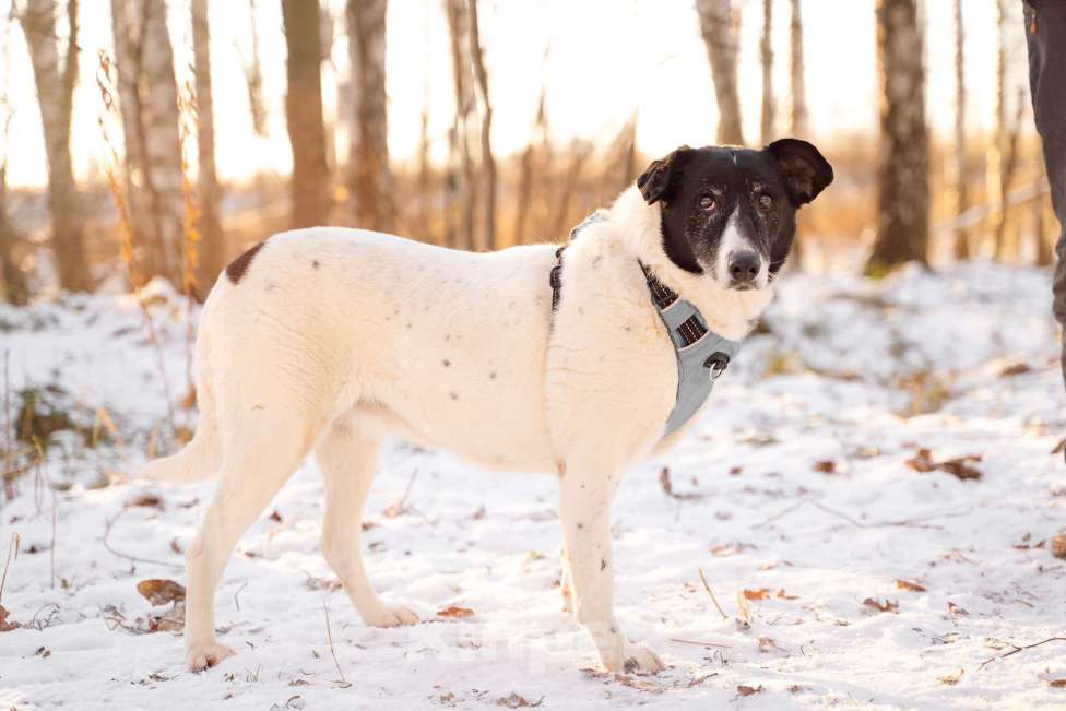 Собаки в Москве: Долли Девочка, Бесплатно - фото 3
