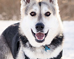 Собаки в Солнечногорске: Активный, добрый и очень ласковый пёс с приюта Мальчик, Бесплатно - фото 2
