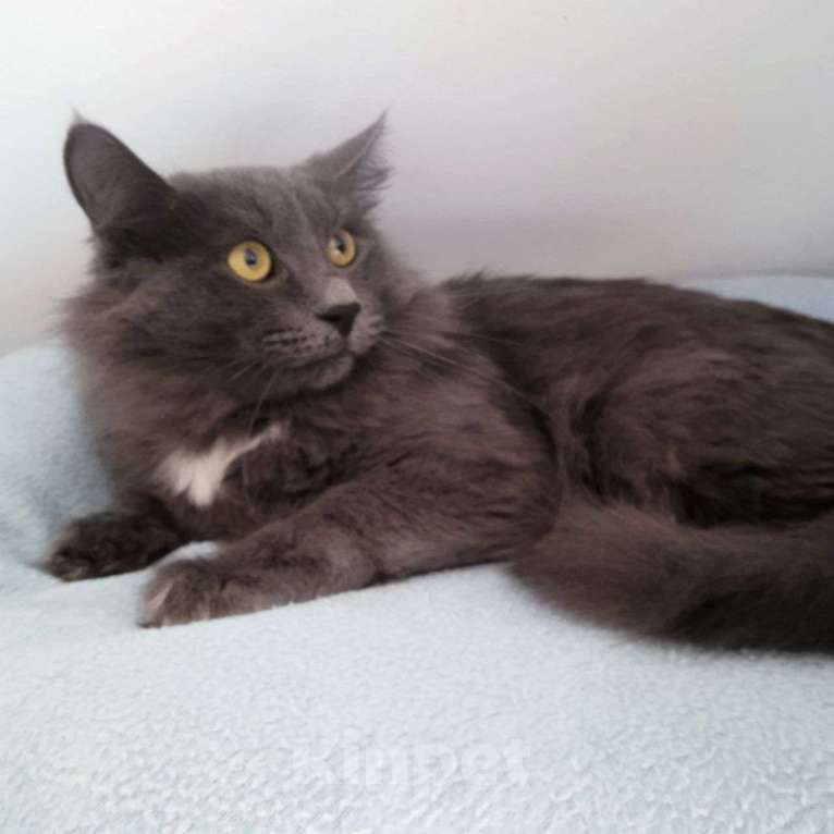Кошки в Москве: Метис нибелунга ищет дом Мальчик, Бесплатно - фото 3