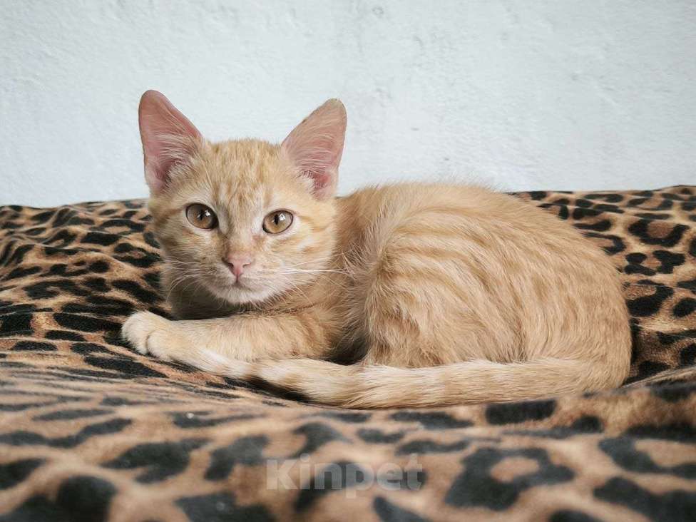 Кошки в Красногорске: Уютный малышок Антошка 4 месяца ищет дом Мальчик, Бесплатно - фото 6