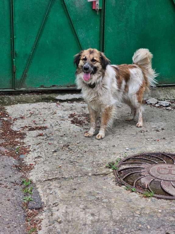 Собаки в Краснодаре: Собака в добрые руки Мальчик, Бесплатно - фото 3
