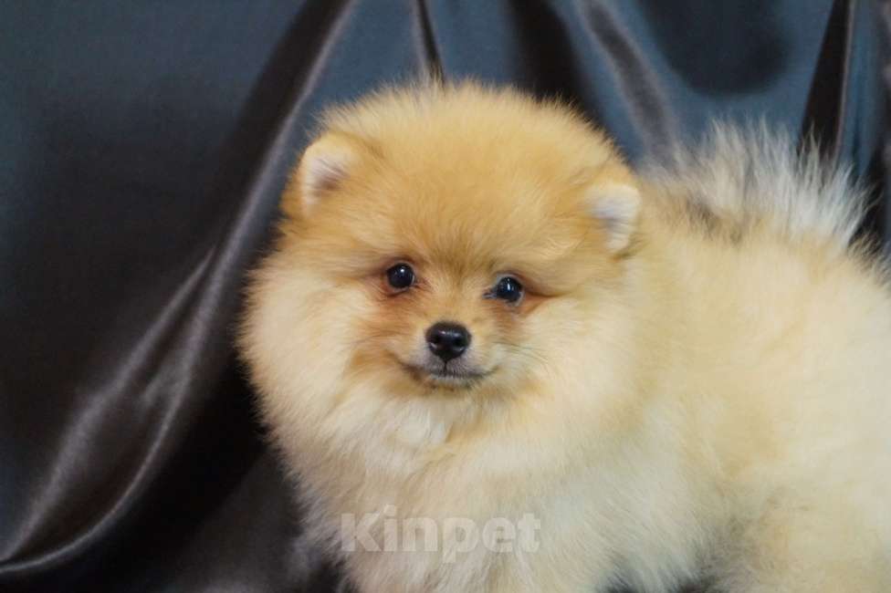 Собаки в Москве: Мальчик померанского шпица Мальчик, 27 000 руб. - фото 1