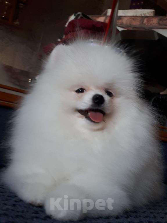 Собаки в Екатеринбурге: вязка шпица белого окраса Мальчик, 15 000 руб. - фото 6