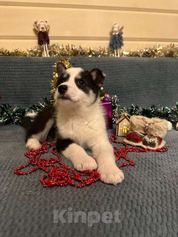 Собаки в Лосином-Петровском: Дейв якутенок лайка Мальчик, Бесплатно - фото 10