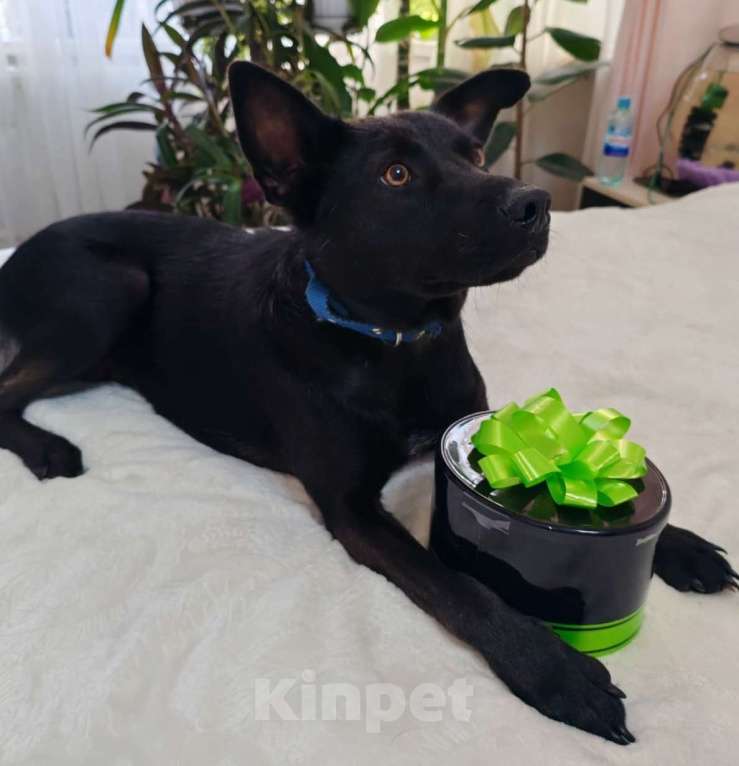 Собаки в Кимовске: Метис овчарки Герда Девочка, Бесплатно - фото 4